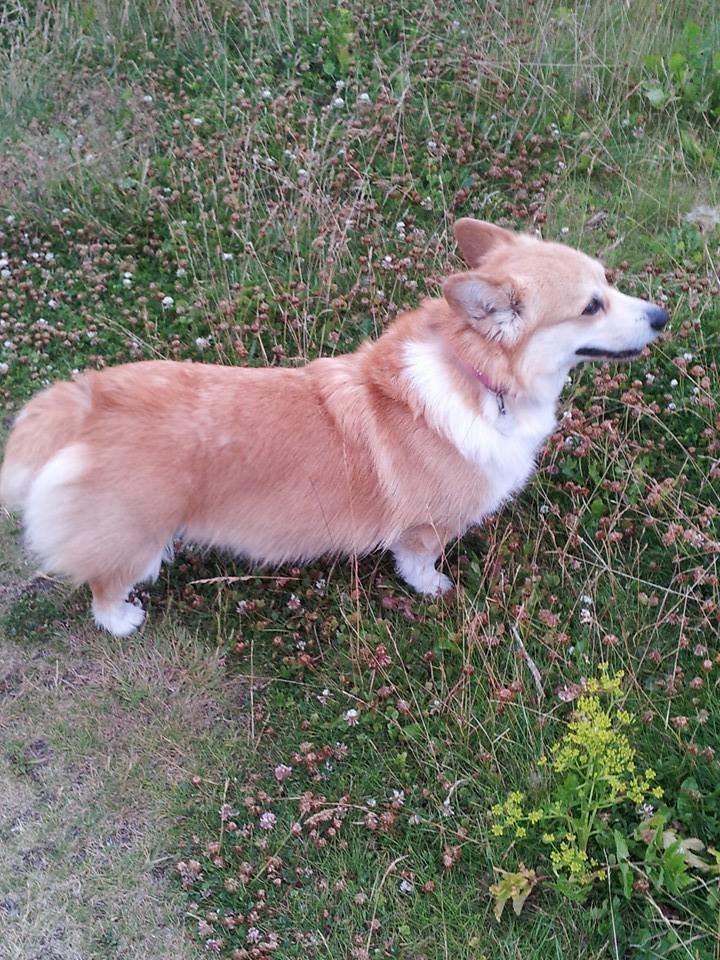 Welsh corgi pembroke Rehder´s Tanya billede 5