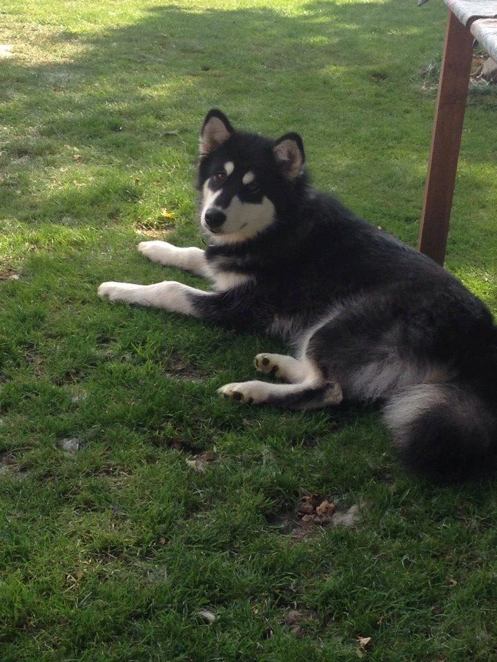 Alaskan malamute EnapaySpirit Learn To Love Aganin (Frida) - Slapper a i haven billede 1