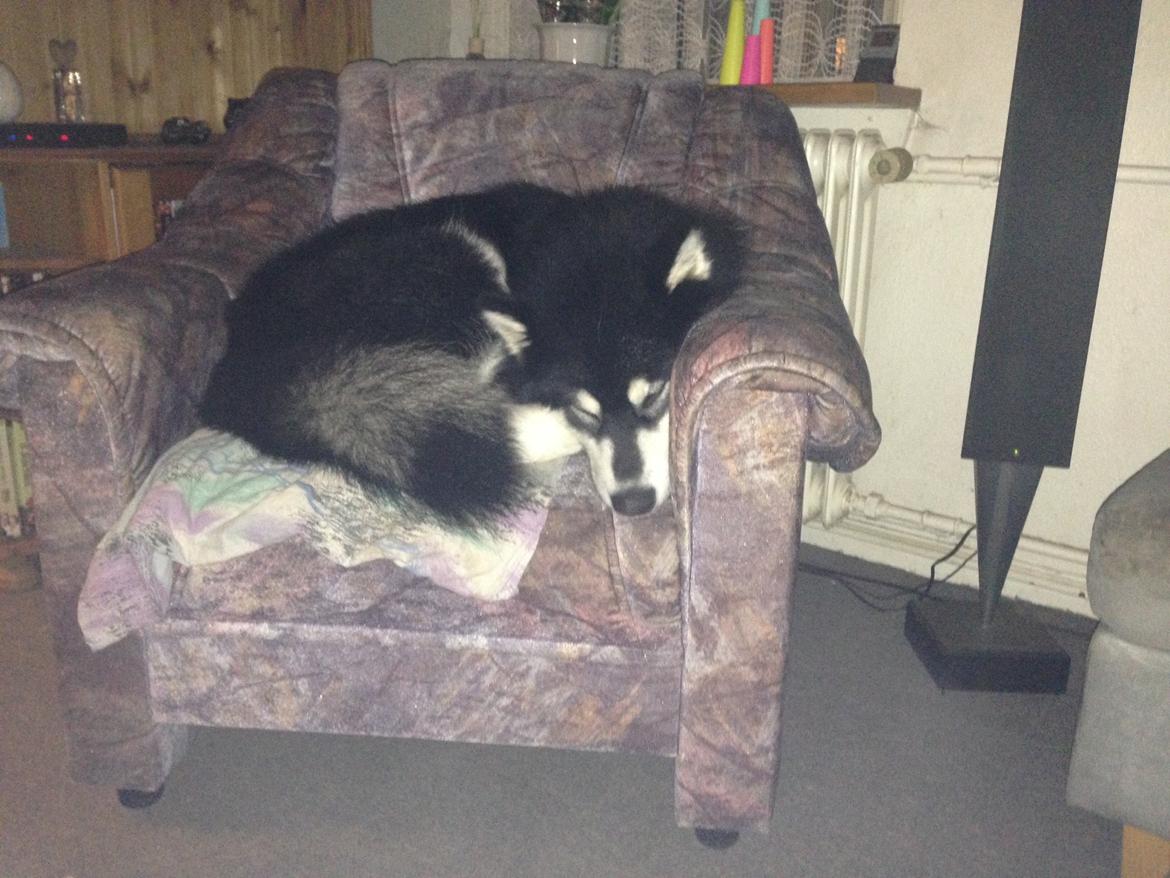 Alaskan malamute EnapaySpirit Learn To Love Aganin (Frida) - Hygger sig i stolen billede 3