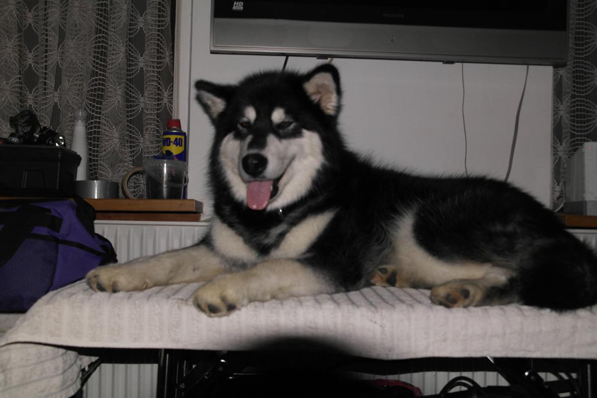 Alaskan malamute EnapaySpirit Learn To Love Aganin (Frida) - Frida elsker at ligge på sit trimmebord billede 2