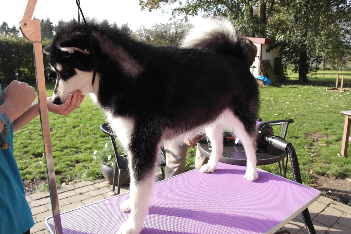Alaskan malamute EnapaySpirit Learn To Love Aganin (Frida) - Bliver blowet for første gang hjemme hos os billede 4