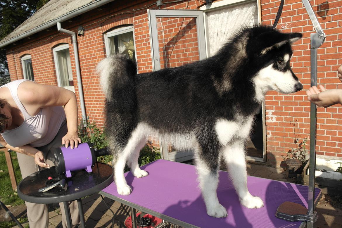Alaskan malamute EnapaySpirit Learn To Love Aganin (Frida) - Bliver blowet for første gang hjemme hos os billede 5