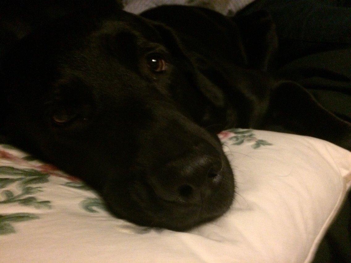 Labrador retriever Max (16.06.2008 - 10.06.2020) billede 22