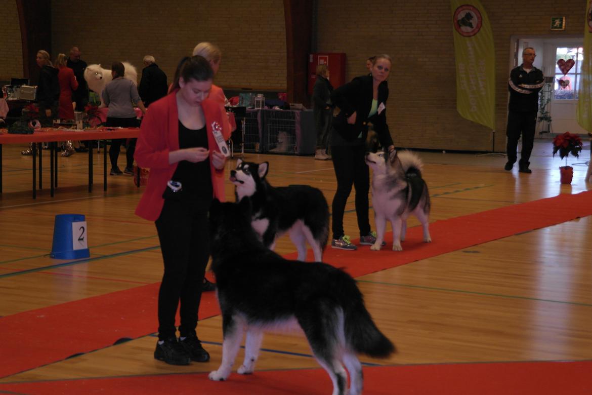 Alaskan malamute EnapaySpirit Learn To Love Aganin (Frida) - Første rigtigt udstilling, juleudstilling i Gørlev (DPHK) billede 6