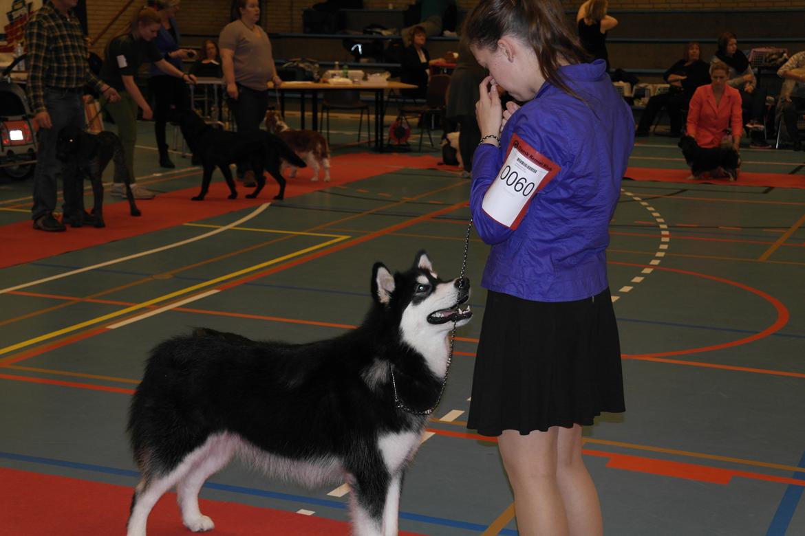 Alaskan malamute EnapaySpirit Learn To Love Aganin (Frida) - Skue i Sæby billede 7
