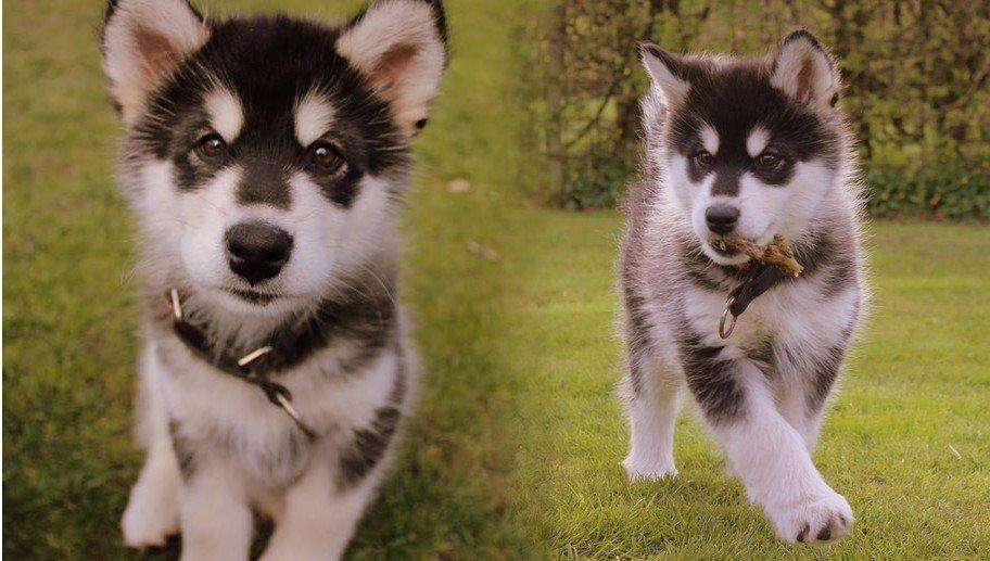 Alaskan malamute EnapaySpirit Learn To Love Aganin (Frida) - Frida som hvalp billede 8