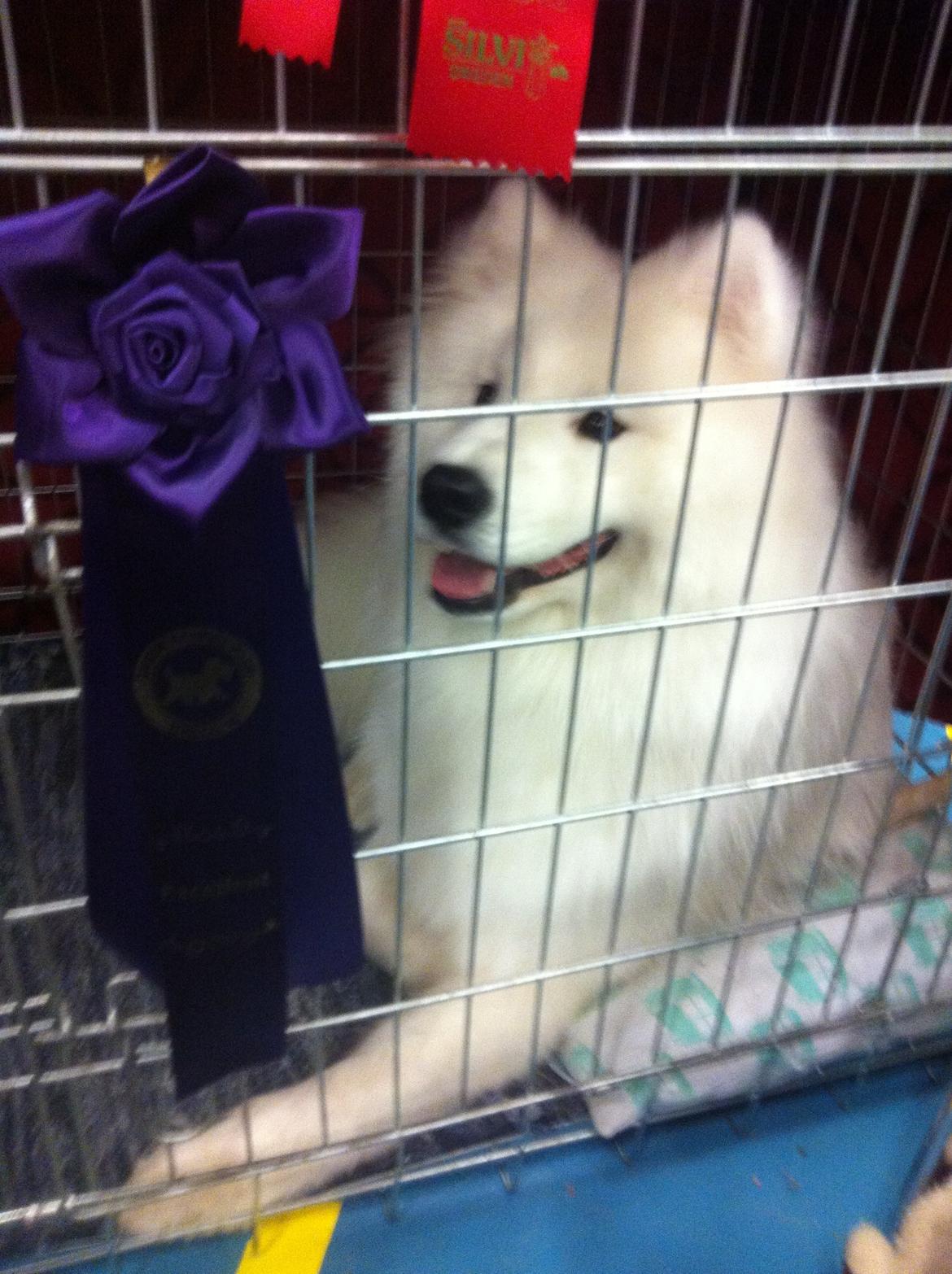 Samojedhund Whitespeciel's Blanc Bijou Raguel (Dexter) billede 9