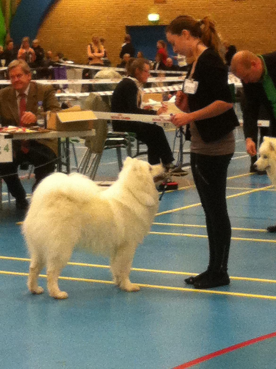 Samojedhund Whitespeciel's Blanc Bijou Raguel (Dexter) billede 10