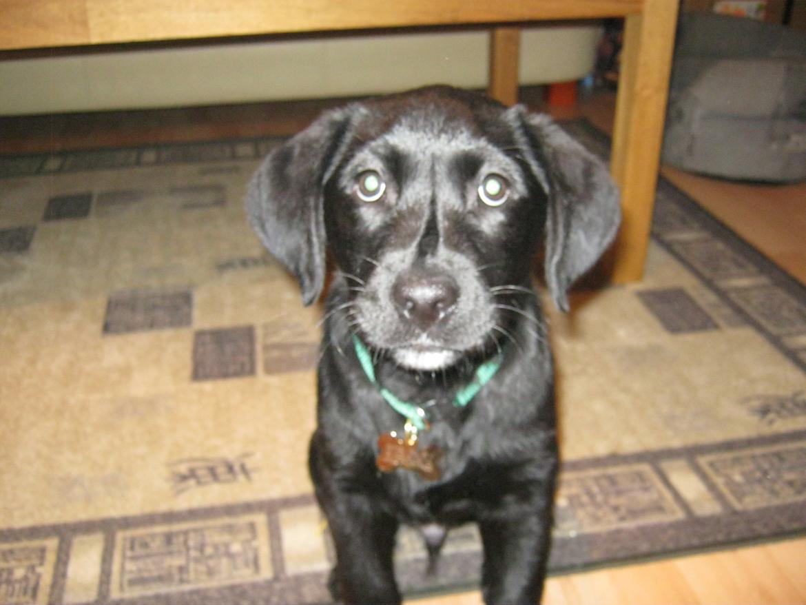 Labrador retriever Buck billede 1