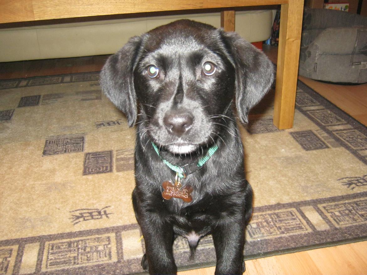 Labrador retriever Buck billede 2