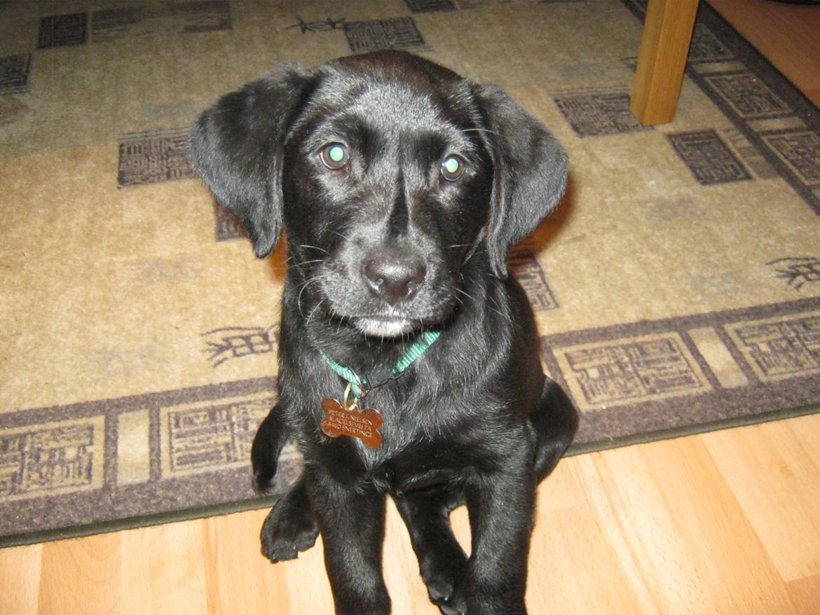 Labrador retriever Buck billede 4