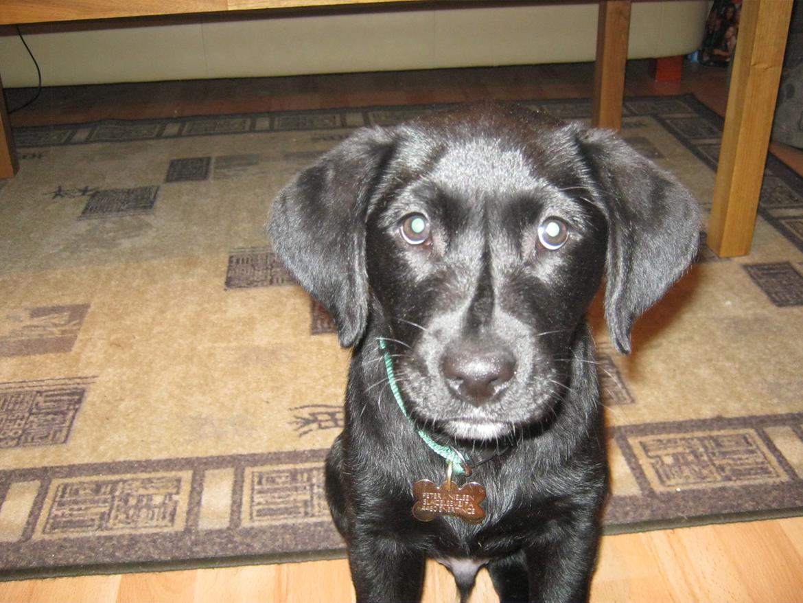 Labrador retriever Buck billede 3