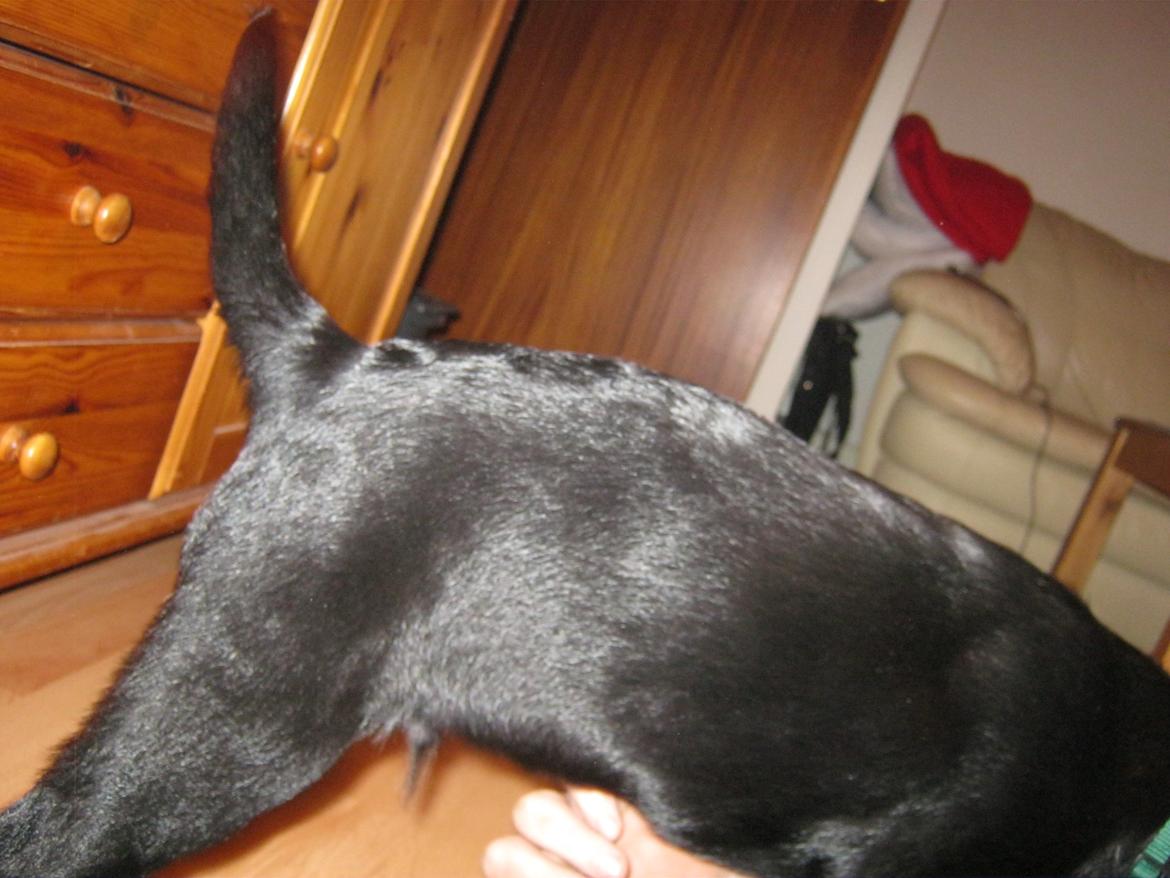 Labrador retriever Buck billede 6