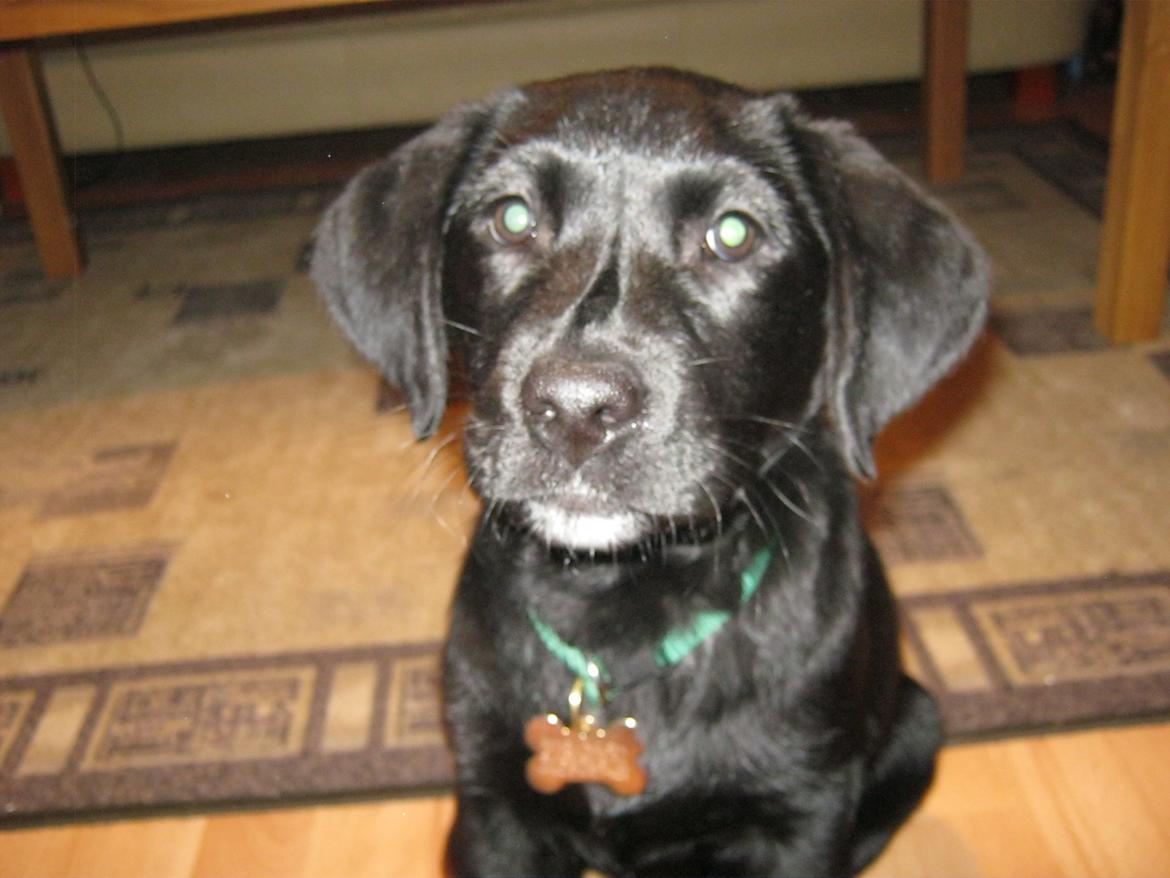 Labrador retriever Buck billede 5