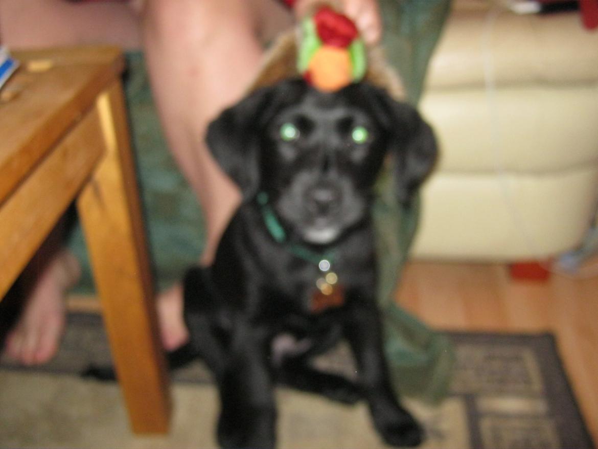 Labrador retriever Buck billede 7