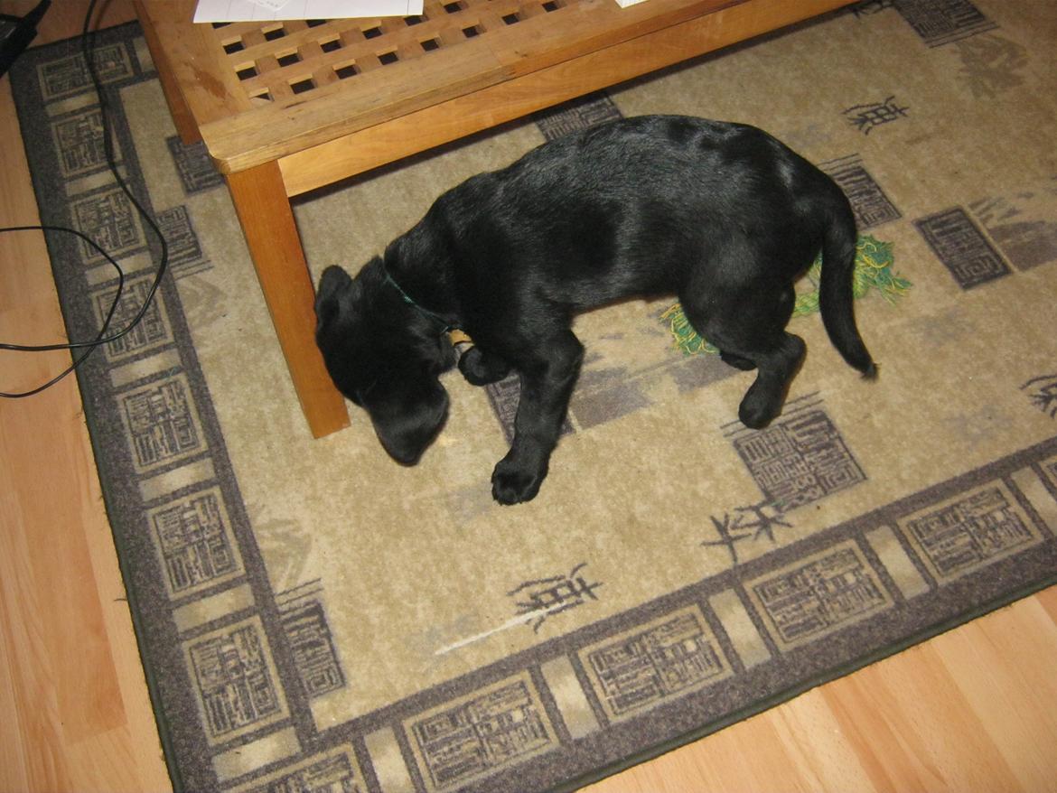 Labrador retriever Buck billede 9