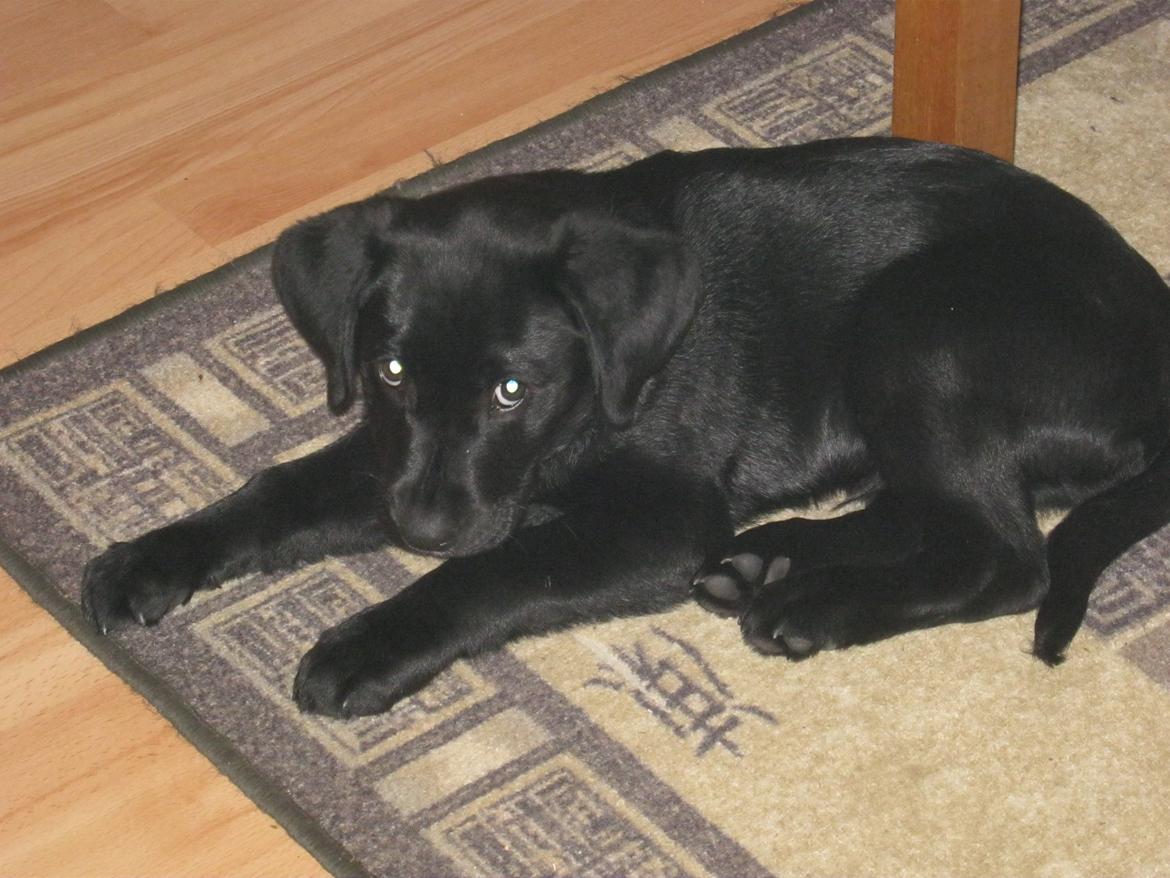 Labrador retriever Buck billede 10