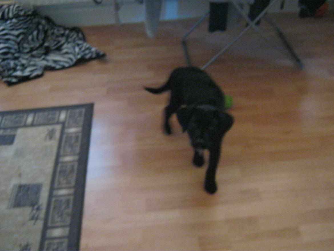 Labrador retriever Buck billede 8