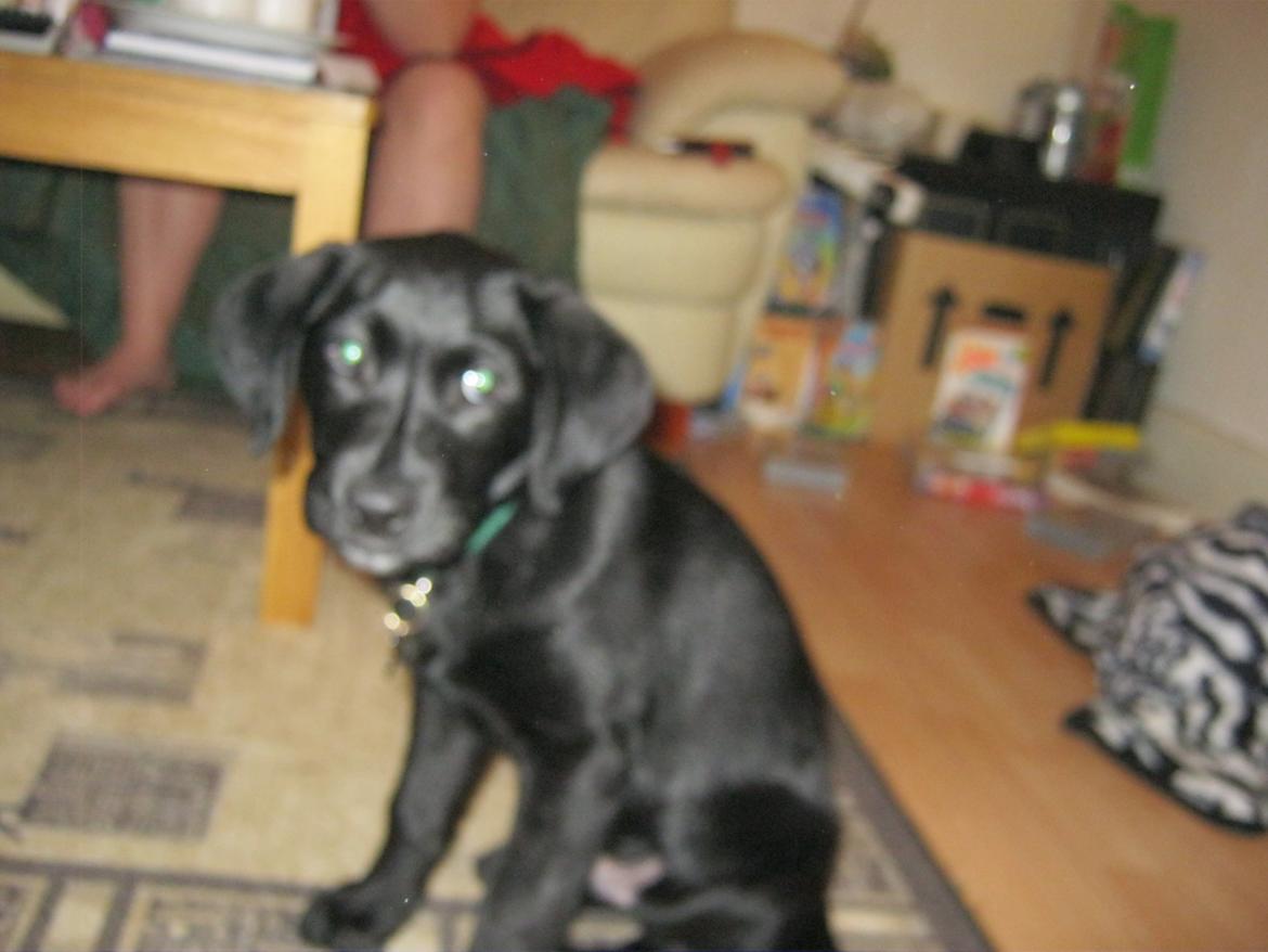 Labrador retriever Buck billede 12