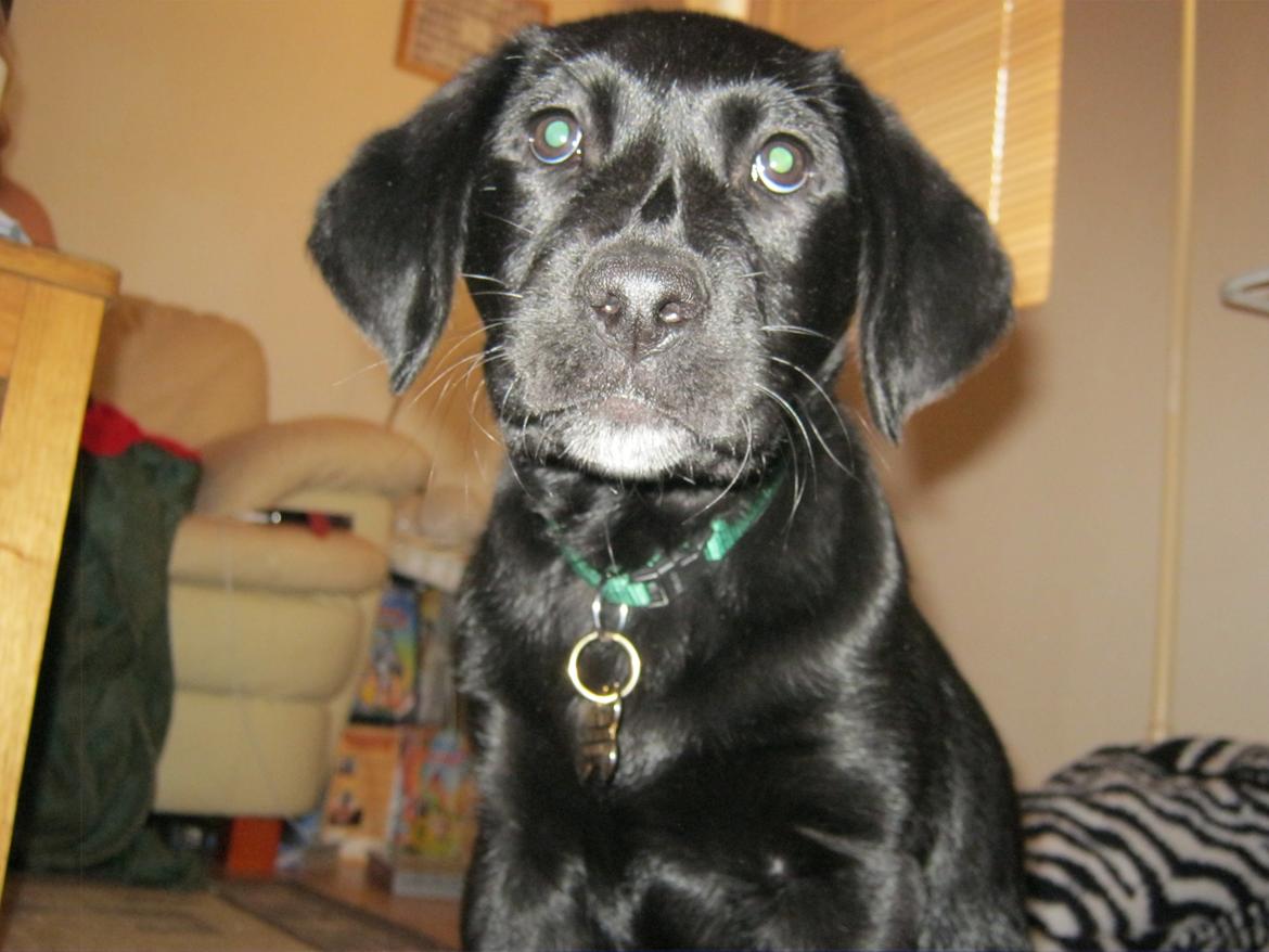 Labrador retriever Buck billede 11