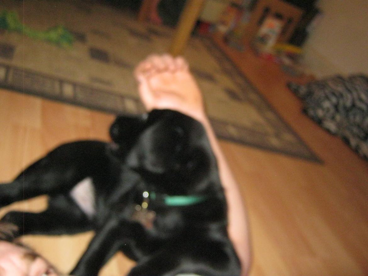 Labrador retriever Buck billede 13