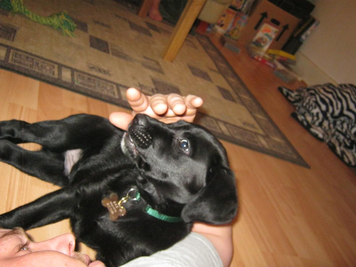 Labrador retriever Buck billede 14