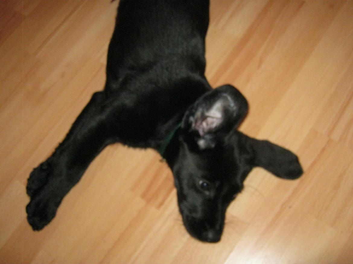 Labrador retriever Buck billede 15