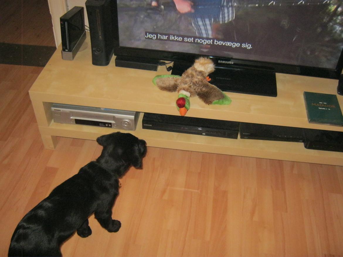 Labrador retriever Buck billede 17