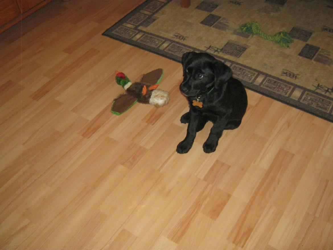 Labrador retriever Buck billede 16