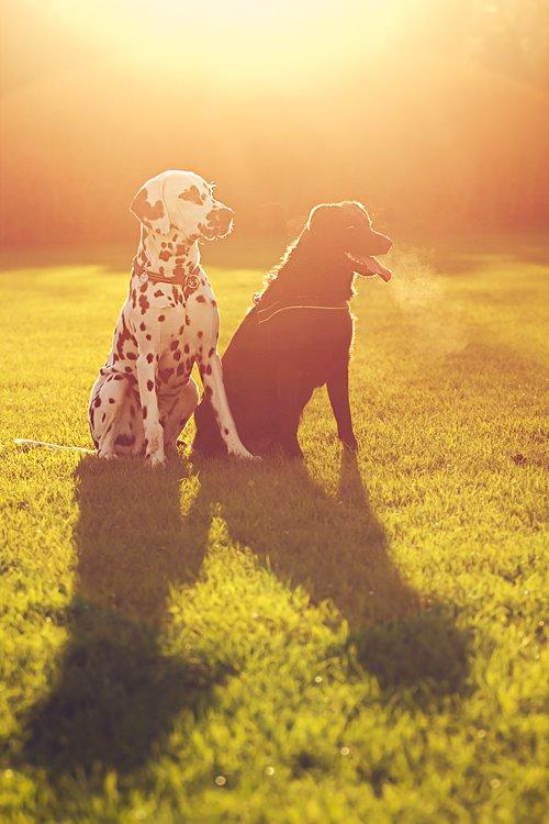 Blanding af racer Keiko - December 2014 - begge basserne <3 billede 4