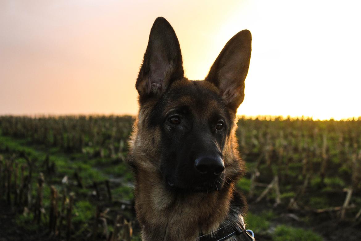 Schæferhund Degner Carlo - December 14 <3 billede 29