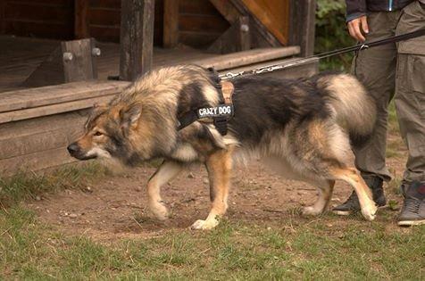 Tjekkoslovakisk ulvehund Amarok billede 20