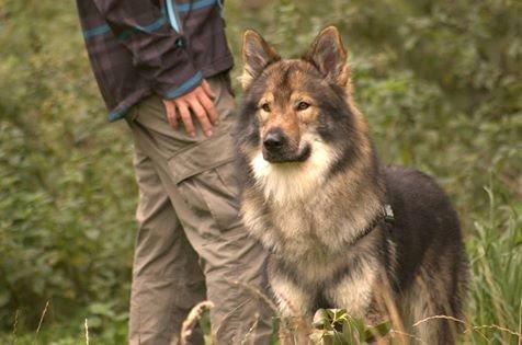 Tjekkoslovakisk ulvehund Amarok billede 21