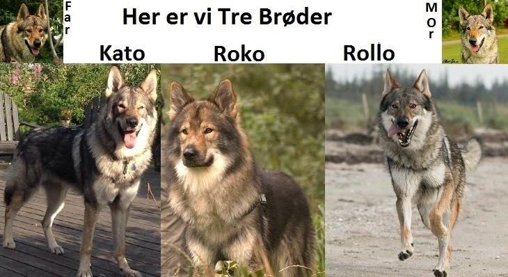 Tjekkoslovakisk ulvehund Amarok billede 29