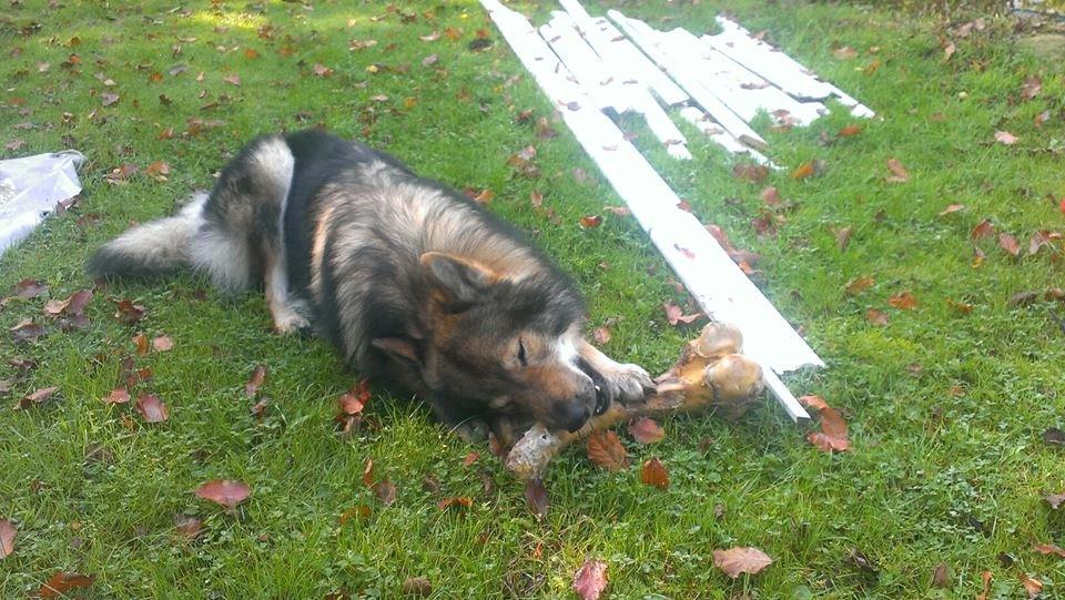 Tjekkoslovakisk ulvehund Amarok billede 25