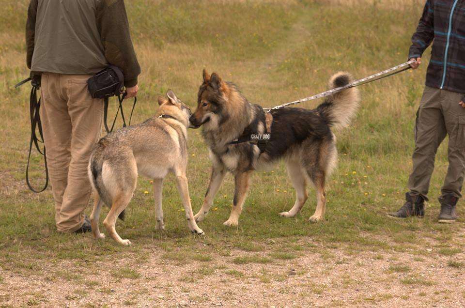 Tjekkoslovakisk ulvehund Amarok billede 22