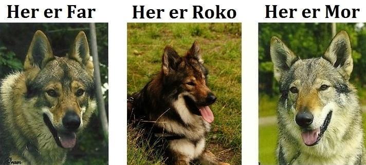 Tjekkoslovakisk ulvehund Amarok billede 26