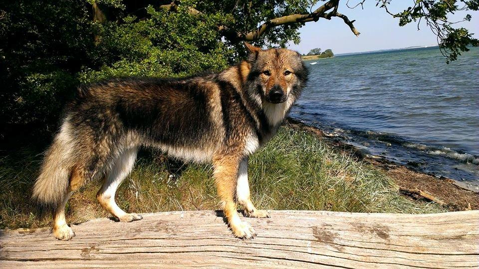 Tjekkoslovakisk ulvehund Amarok billede 19