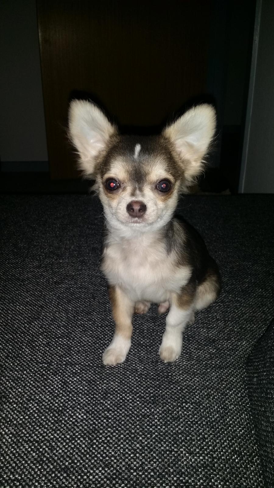 Chihuahua Milo billede 2