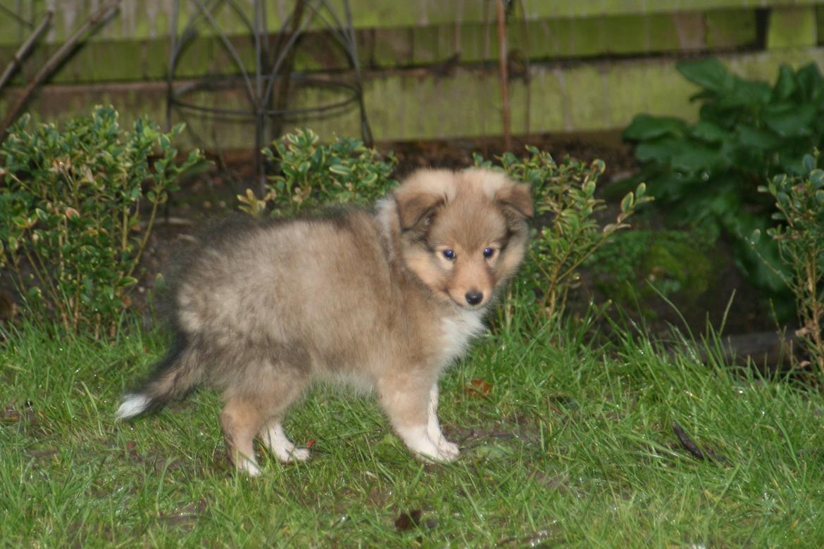 Shetland sheepdog Luna billede 7