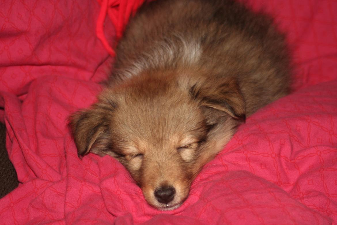 Shetland sheepdog Luna billede 2