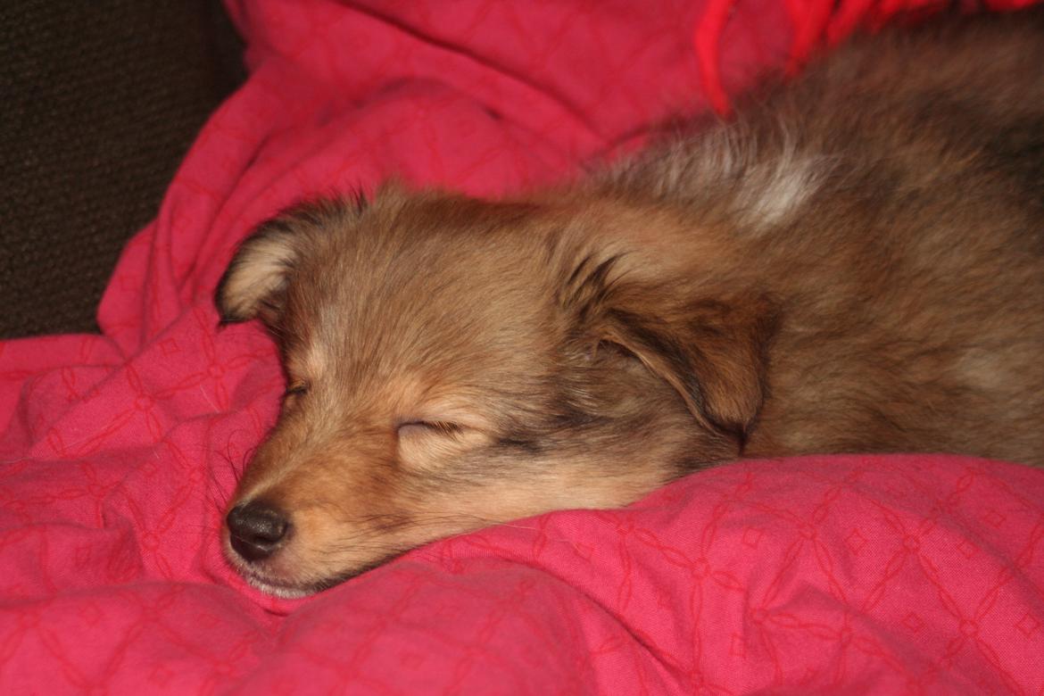 Shetland sheepdog Luna billede 3