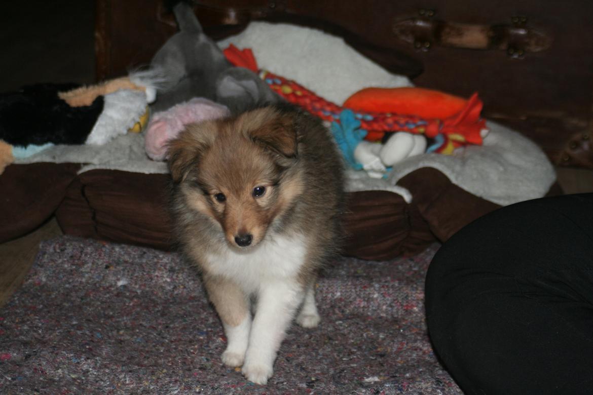 Shetland sheepdog Luna billede 4
