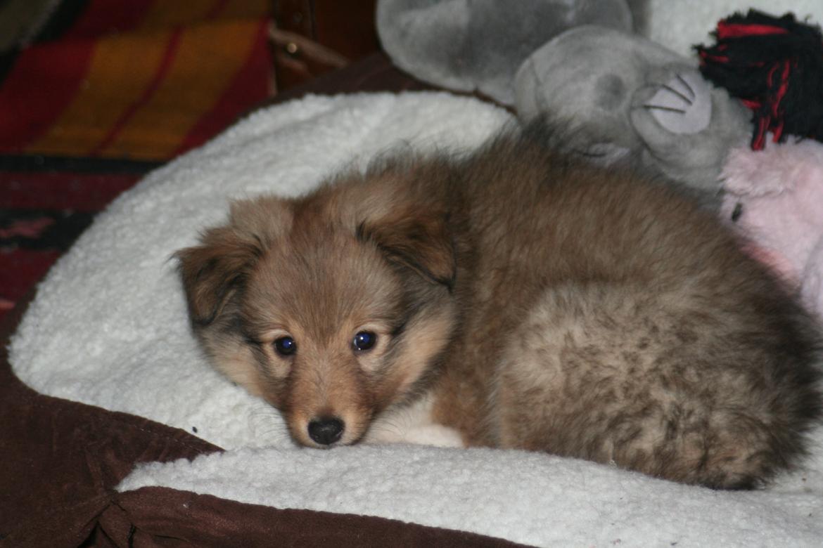 Shetland sheepdog Luna billede 5