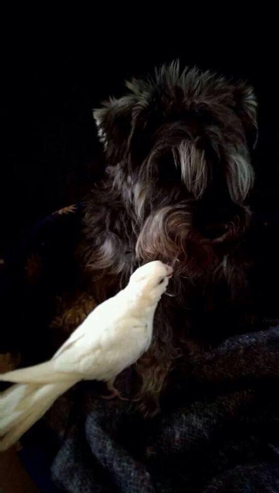 Dvaergschnauzer Præstekjær's Andrew (Zippo) billede 1