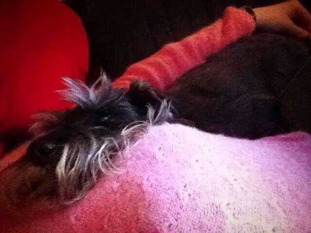 Dvaergschnauzer Præstekjær's Andrew (Zippo) billede 2