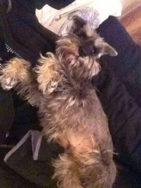 Dvaergschnauzer Præstekjær's Andrew (Zippo) billede 3