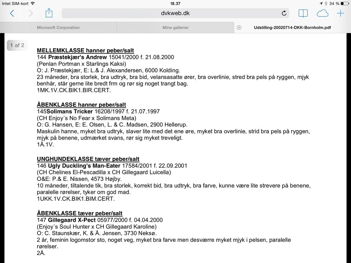 Dvaergschnauzer Præstekjær's Andrew (Zippo) billede 4