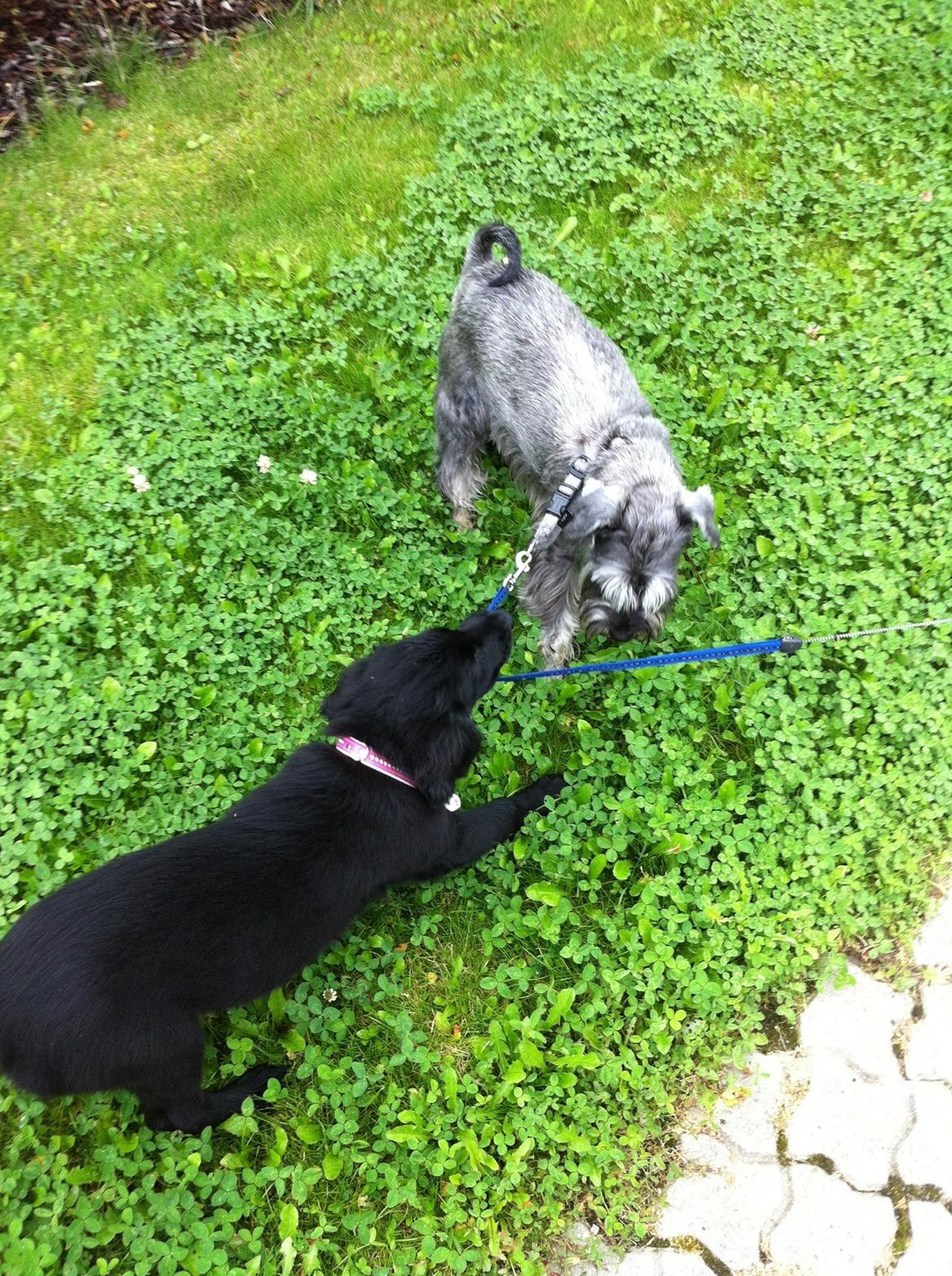 Dvaergschnauzer Præstekjær's Andrew (Zippo) billede 5