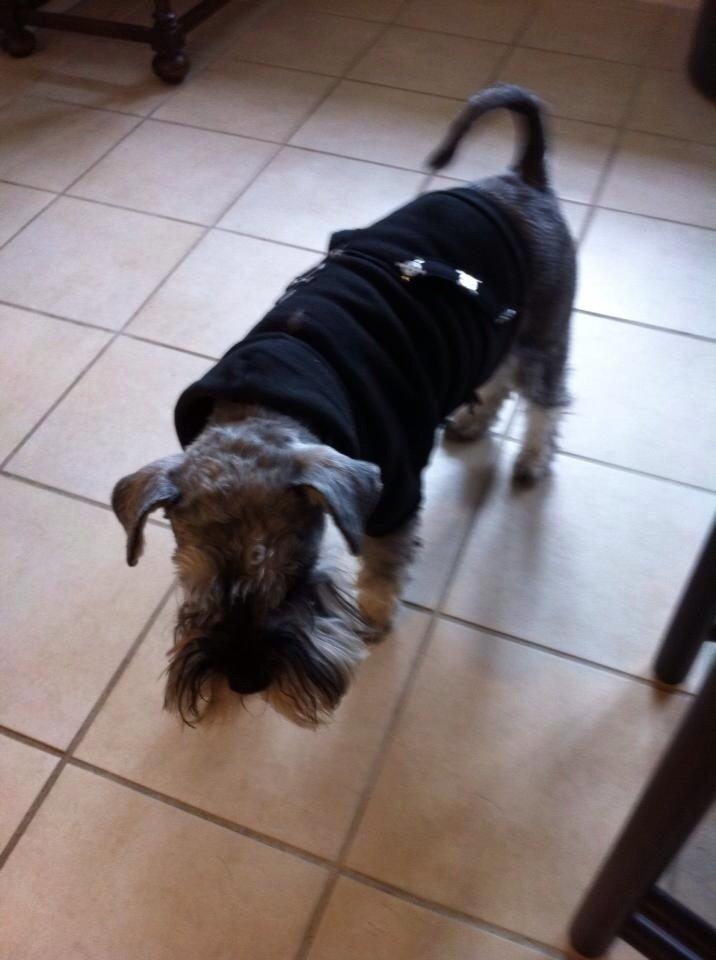 Dvaergschnauzer Præstekjær's Enjoyable Kazar billede 1